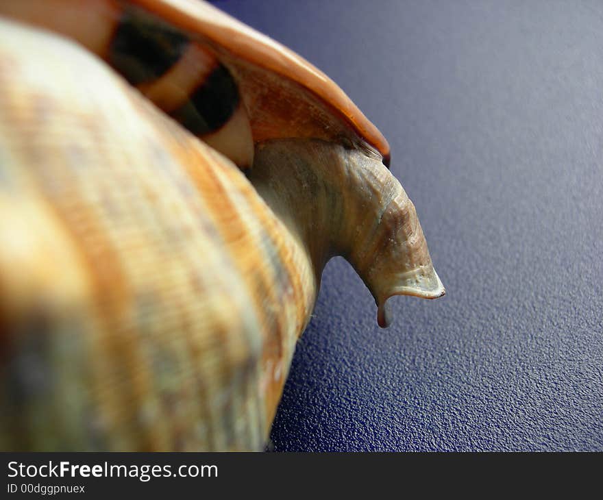 A close up of a tropical, exotic shell. A close up of a tropical, exotic shell