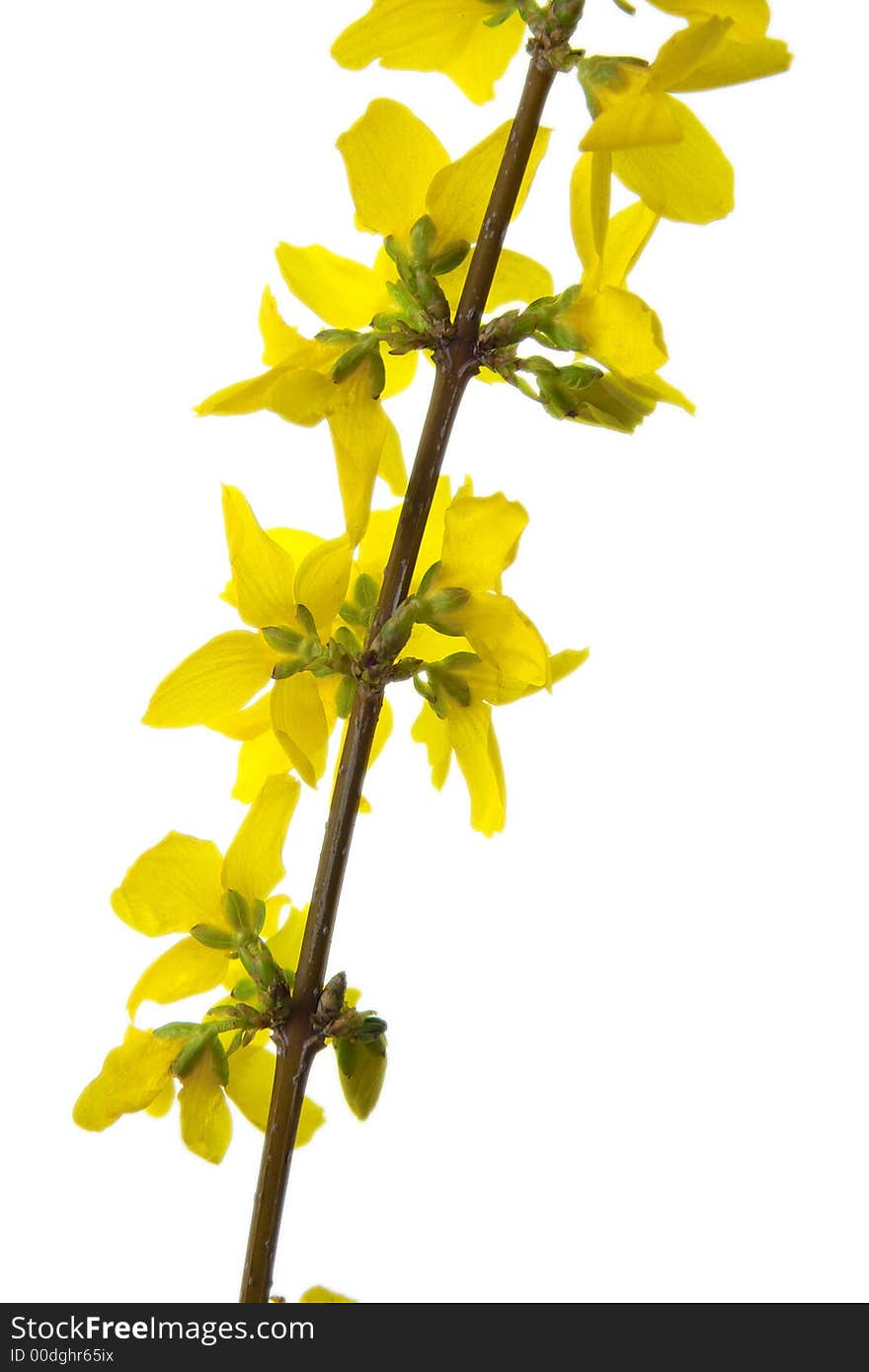 Yellow Flowers on the light box. Yellow Flowers on the light box