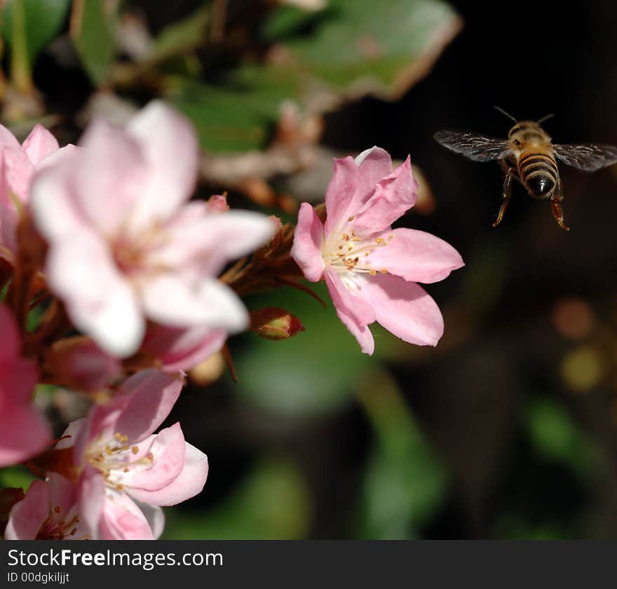 Honeybee In Flight Lands on Flower