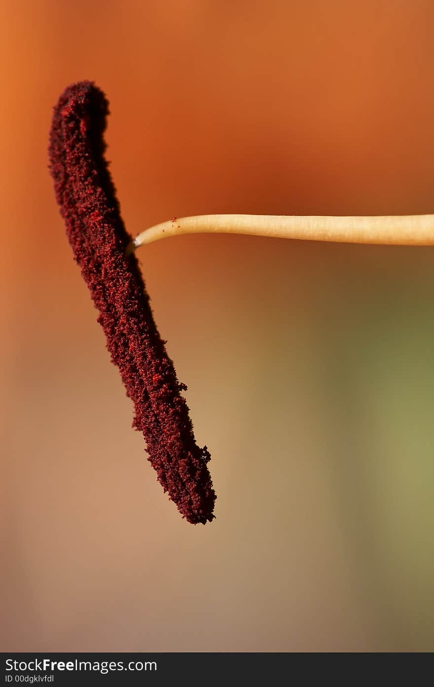 A close-up of a stamen from a plant. A close-up of a stamen from a plant.