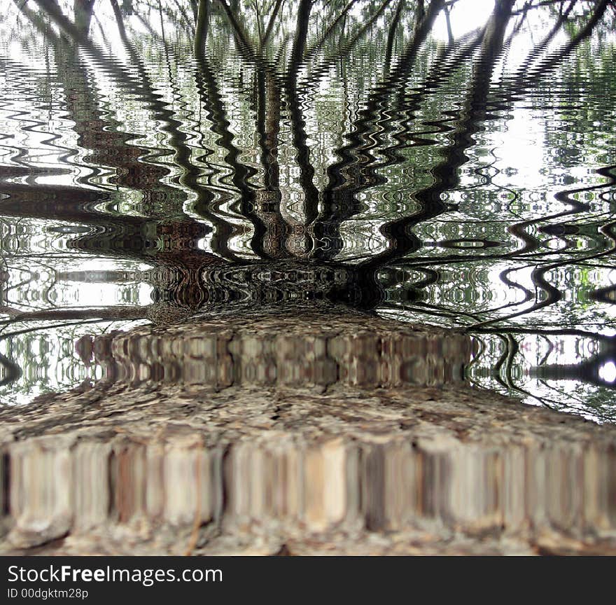 Tree Trunk Reflection