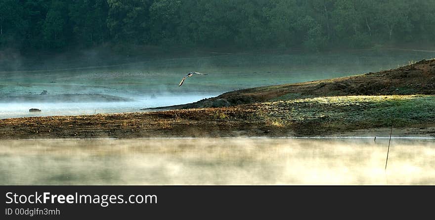 Misty morning