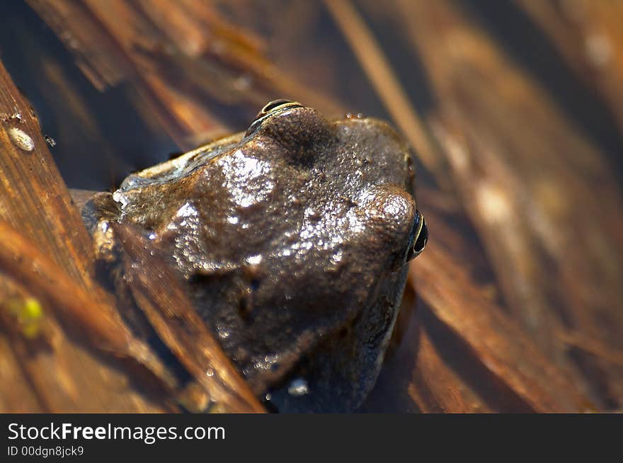 Frog in a pond with grass and eggs