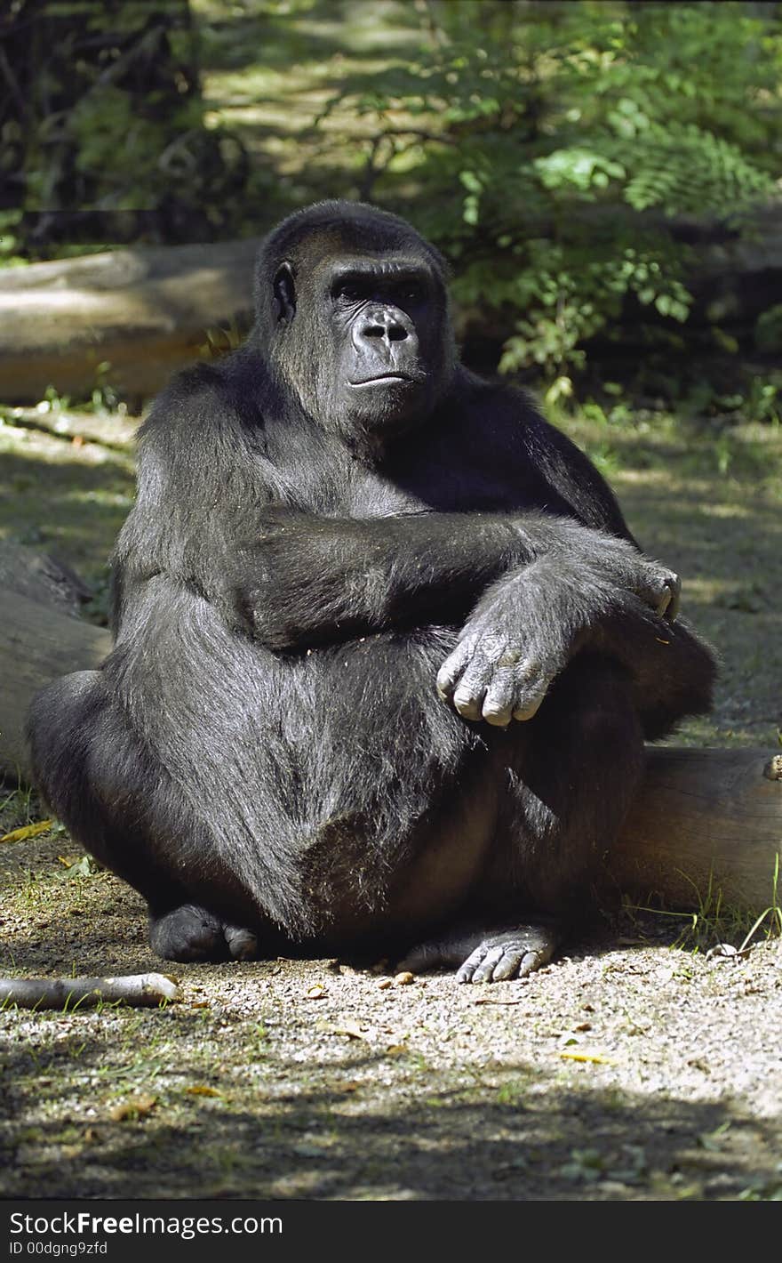 Scowling Gorilla