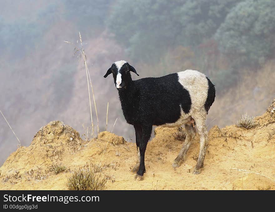 Mixed sheep in the clouds of gran canaria island goes its way at the abyss