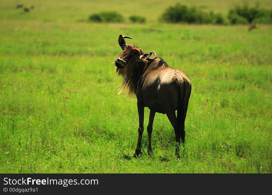 Wildebeest looking back Masai Mara Kenya Africa