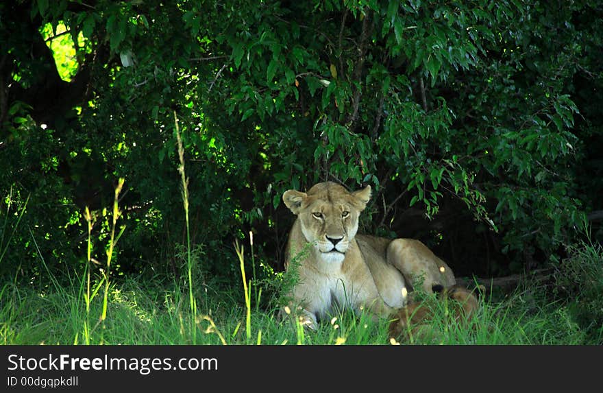 Lioness resting under a tree