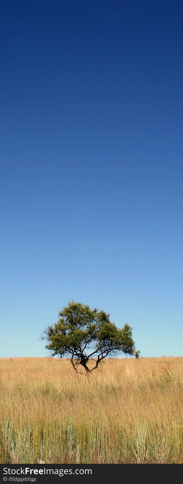 A single tree in a feild