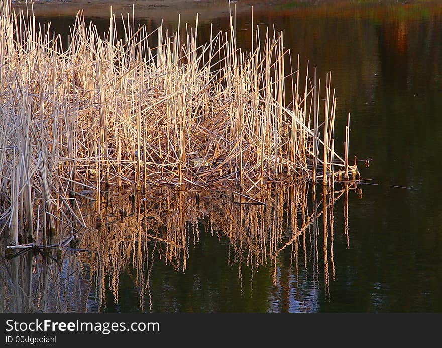 Dry stem of rush in the lake