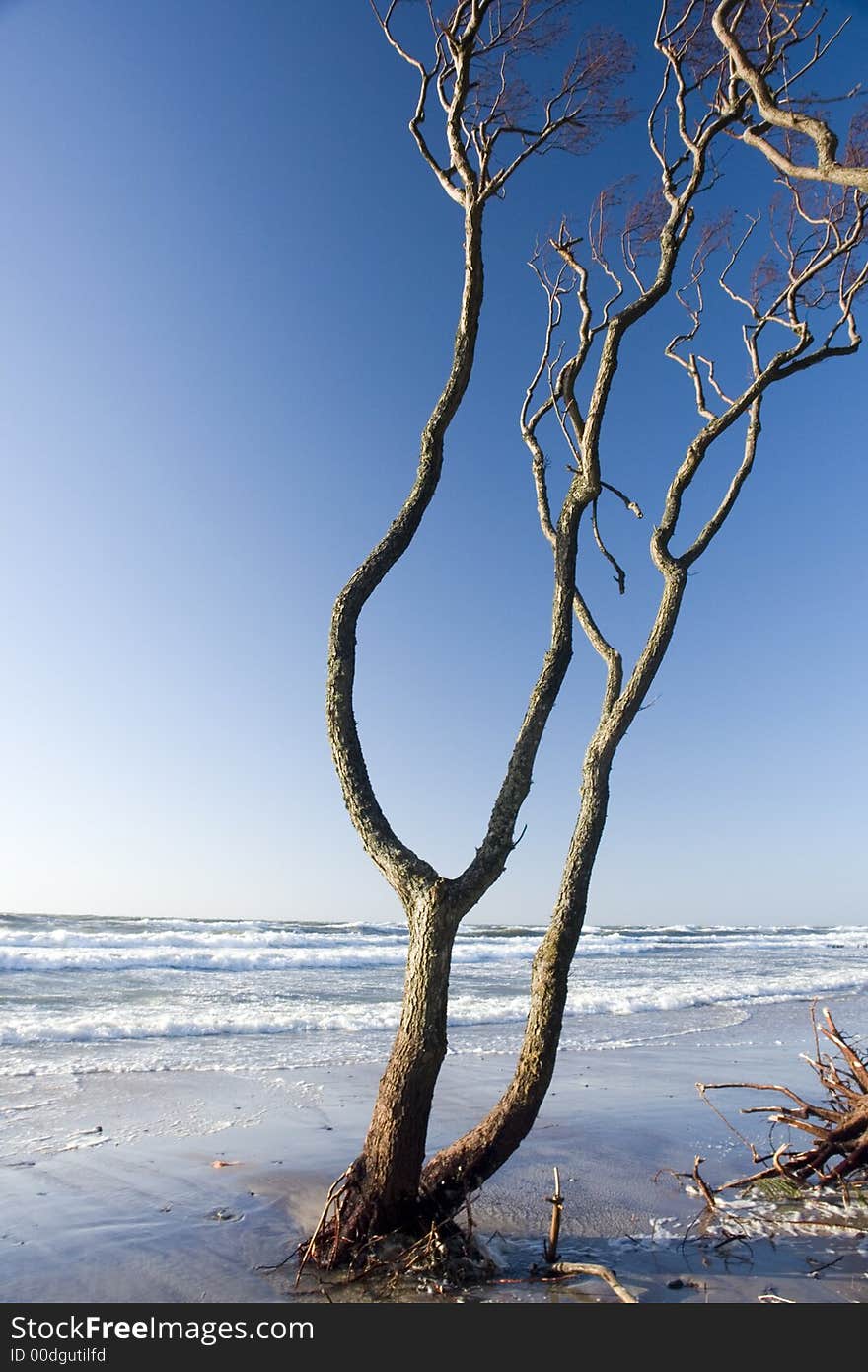 Barren tree at the sea.