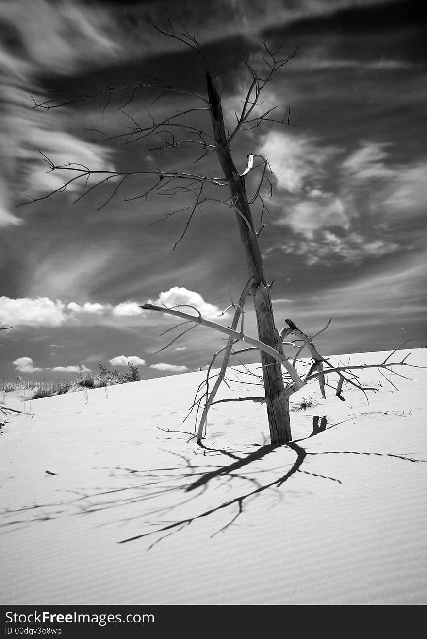 Moving dunes are a kind of sand dunes.They characterize that smaller grains, appearing in a small quantity in the sea sand are usually blown off from the top. The constant movement of grains ( which are not kept by the plants), induces the progressive movement of dunes tops according to direction of dominant winds.