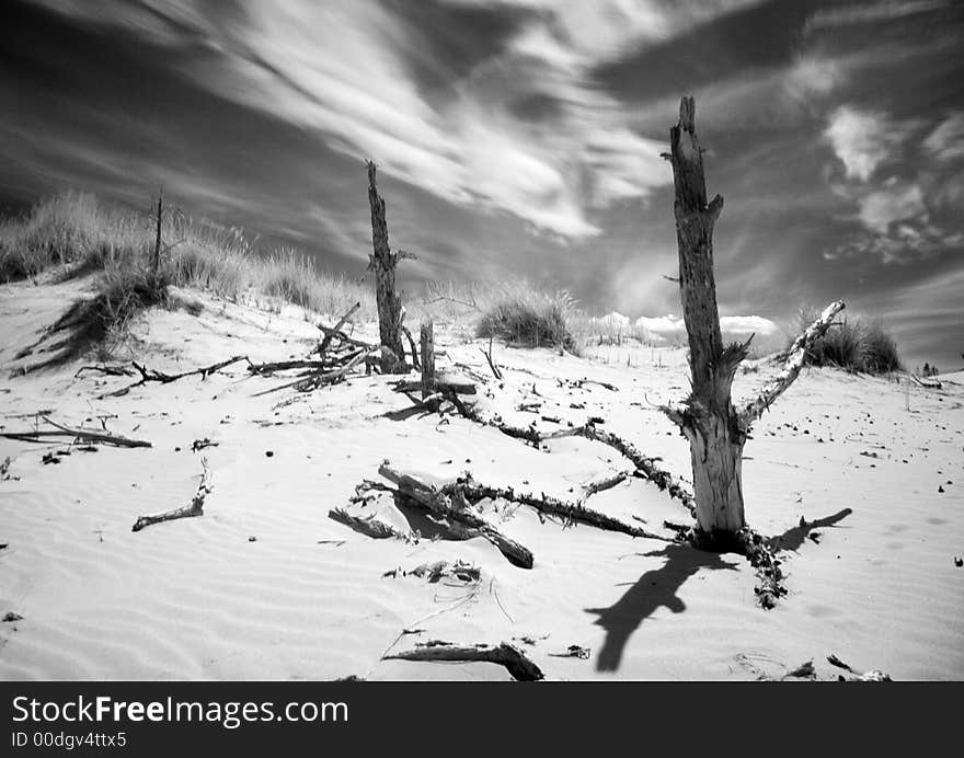 Moving dunes are a kind of sand dunes.They characterize that smaller grains, appearing in a small quantity in the sea sand are usually blown off from the top. The constant movement of grains ( which are not kept by the plants), induces the progressive movement of dunes tops according to direction of dominant winds.