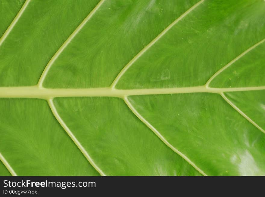 Back of yam leaf showing details and veins. Back of yam leaf showing details and veins