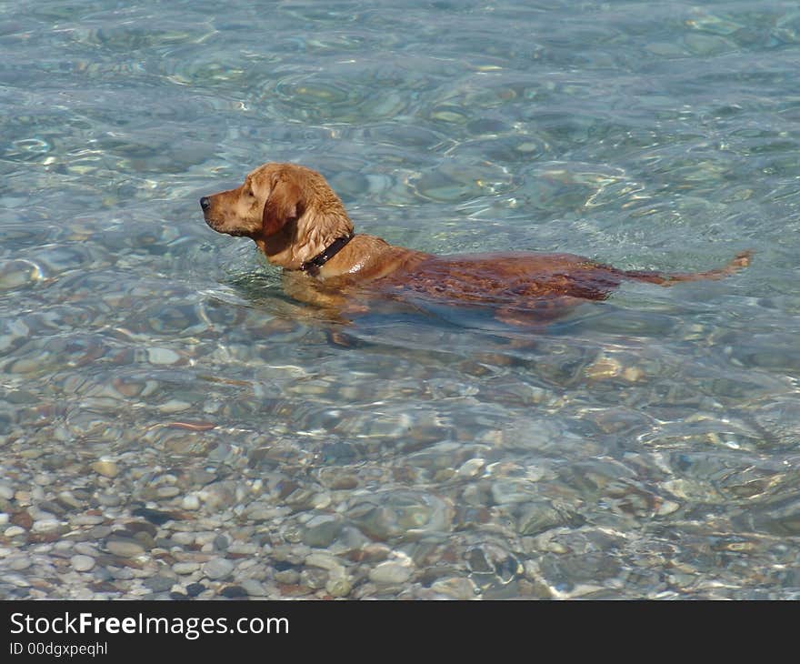 My dog is like to swimming. Also it swims very well. I want to swim like it.