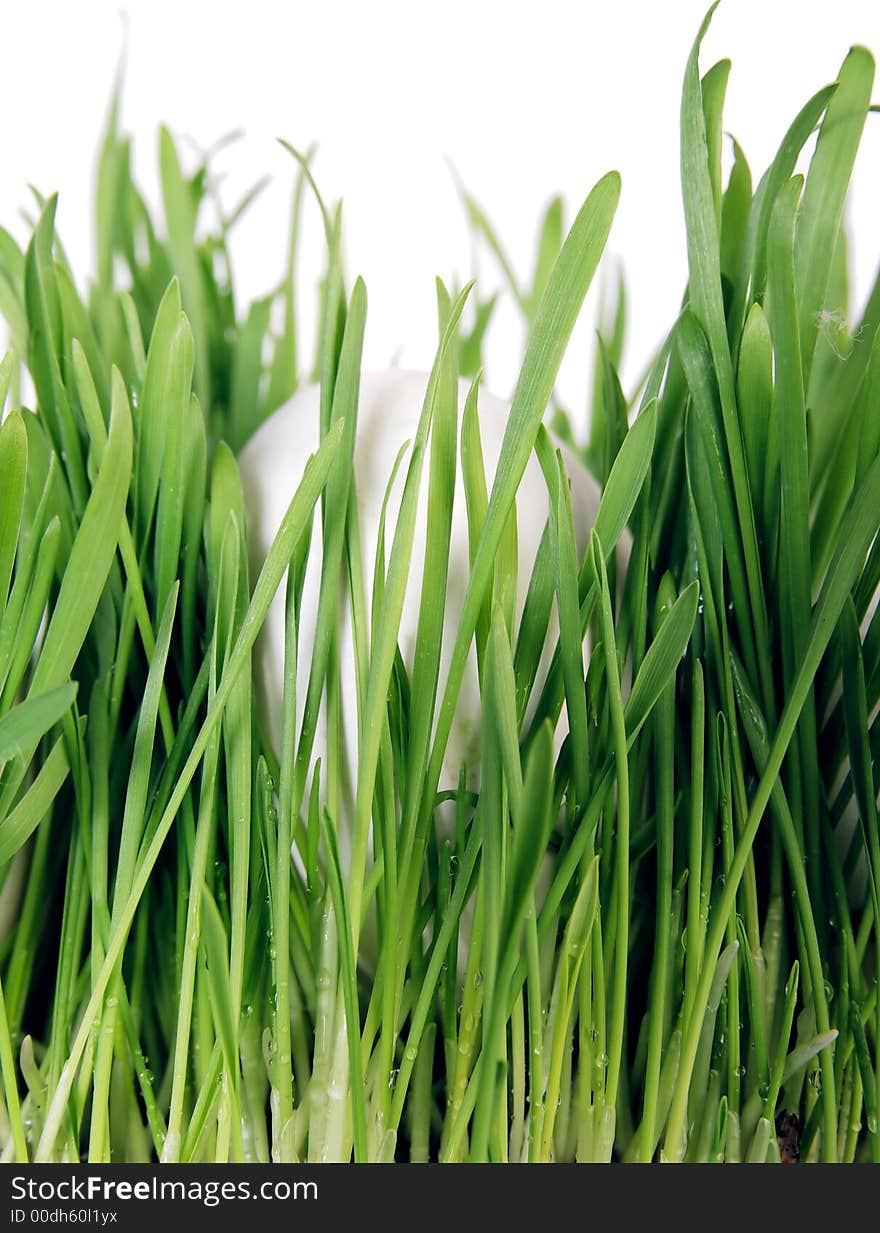 1 white egg lays in green grass. Profile. 1 white egg lays in green grass. Profile.