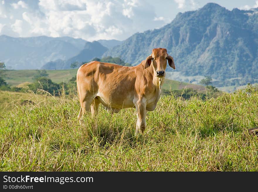 brown cattle grazing