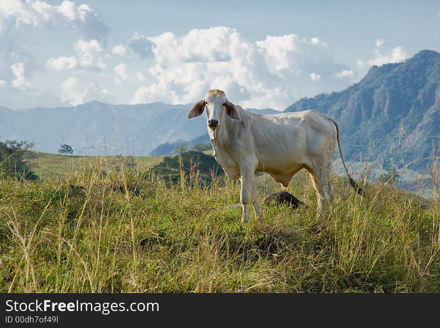 white cattle looking with curiosity