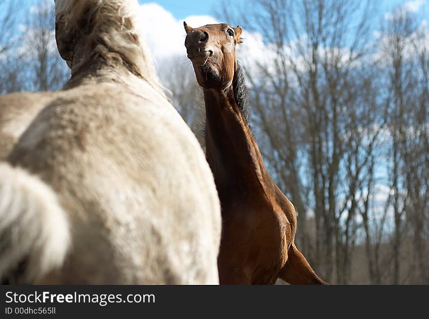 Two wild horses in a spring wood