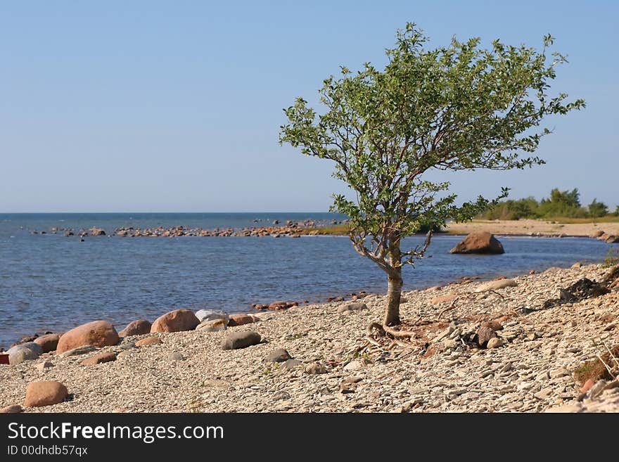 Lonely tree on coast dark blue sea. Lonely tree on coast dark blue sea