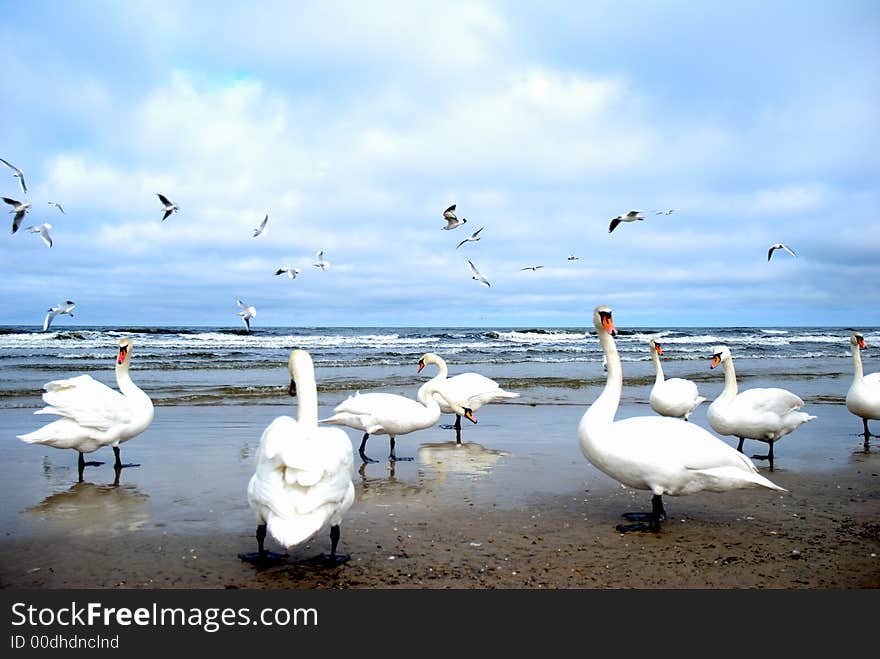 Birds On A Beach