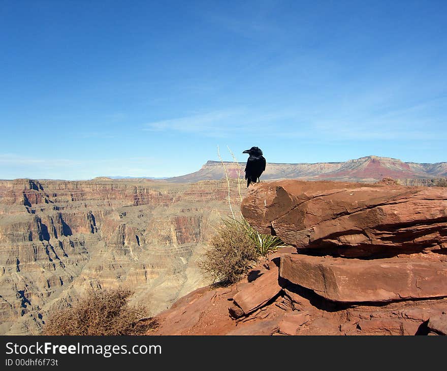 Black Crow