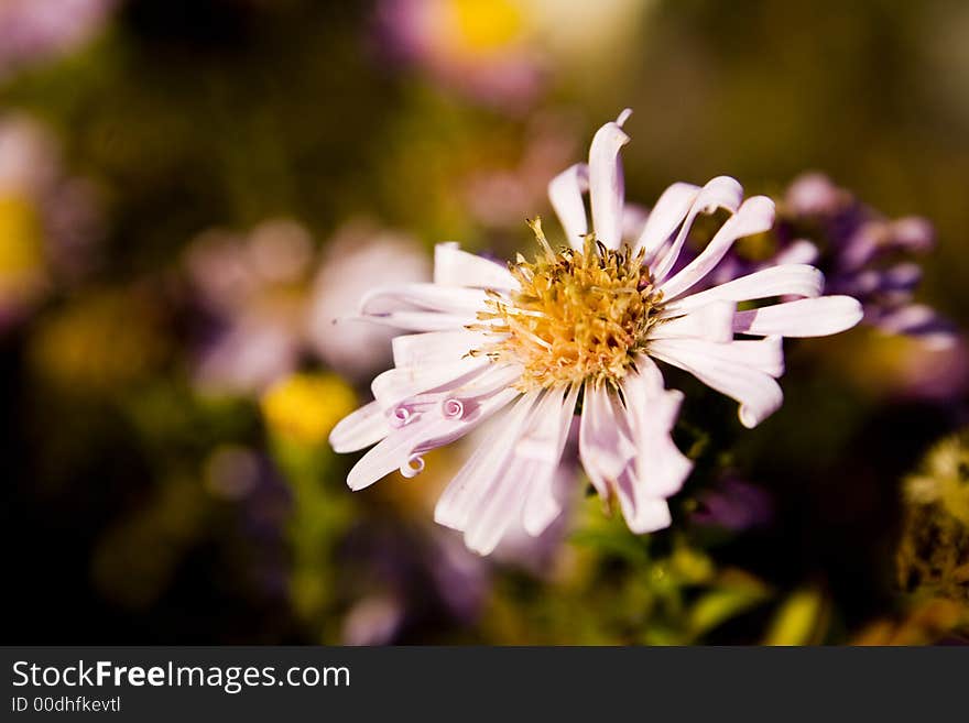 Curly flower