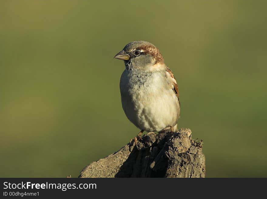 Photo of bird in wildlife. Photo of bird in wildlife.