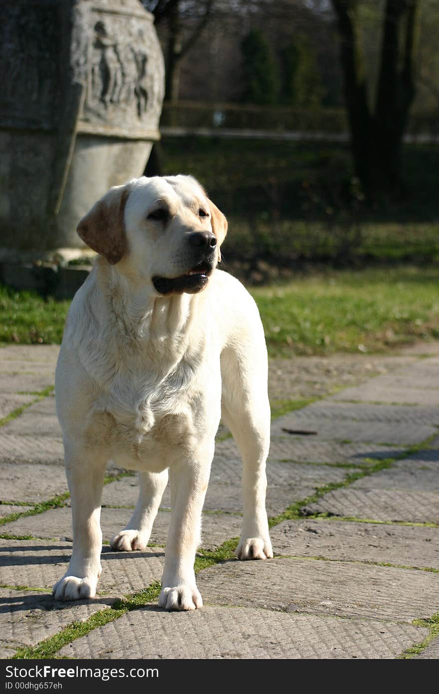 A Labrador Retriever waiting for his master's command. A Labrador Retriever waiting for his master's command