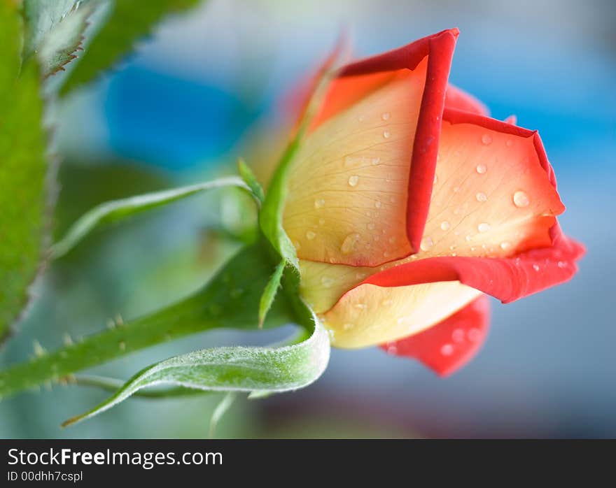 Nice blossom rose with dew drops close up