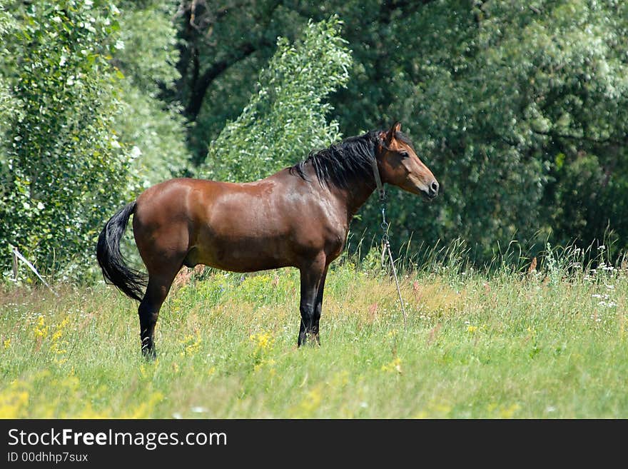 Horse in a green background