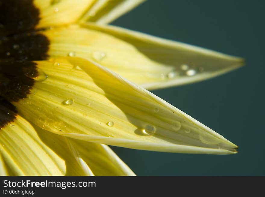 These drops are just fascinating, especially in this close-up version. These drops are just fascinating, especially in this close-up version.