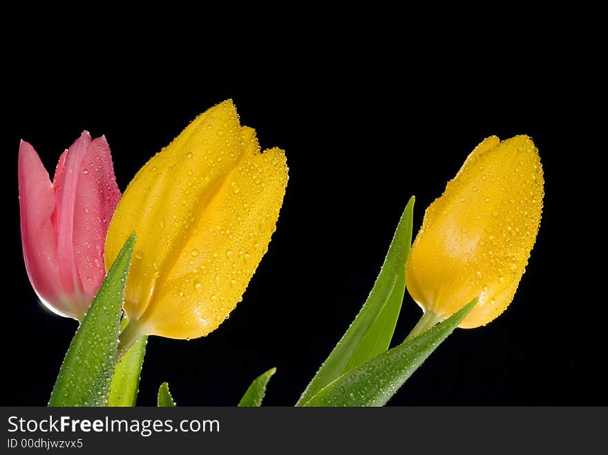 Glowing tulips