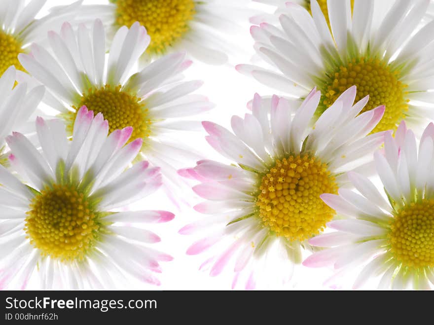 Daisy flowers on light box. Daisy flowers on light box