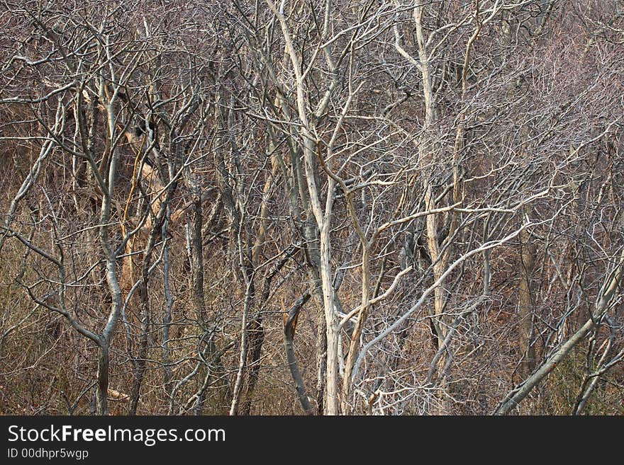 Trees in forest on a winter day. Trees in forest on a winter day