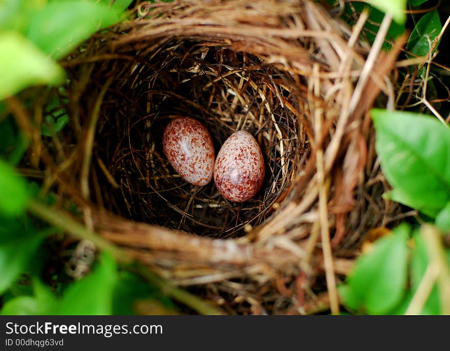 Bird eggs