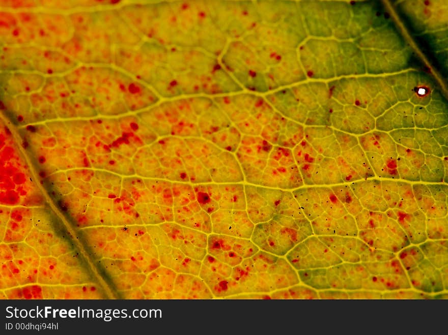 A yellow leaf in the gardens. A yellow leaf in the gardens