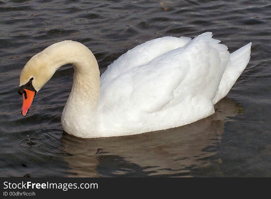 White swan