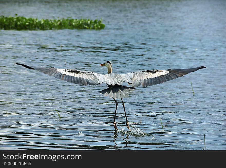 Blue Heron