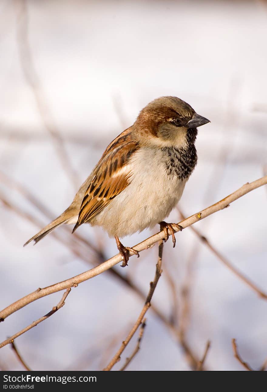 Sparrow on a branch in a sunny day. Sparrow on a branch in a sunny day