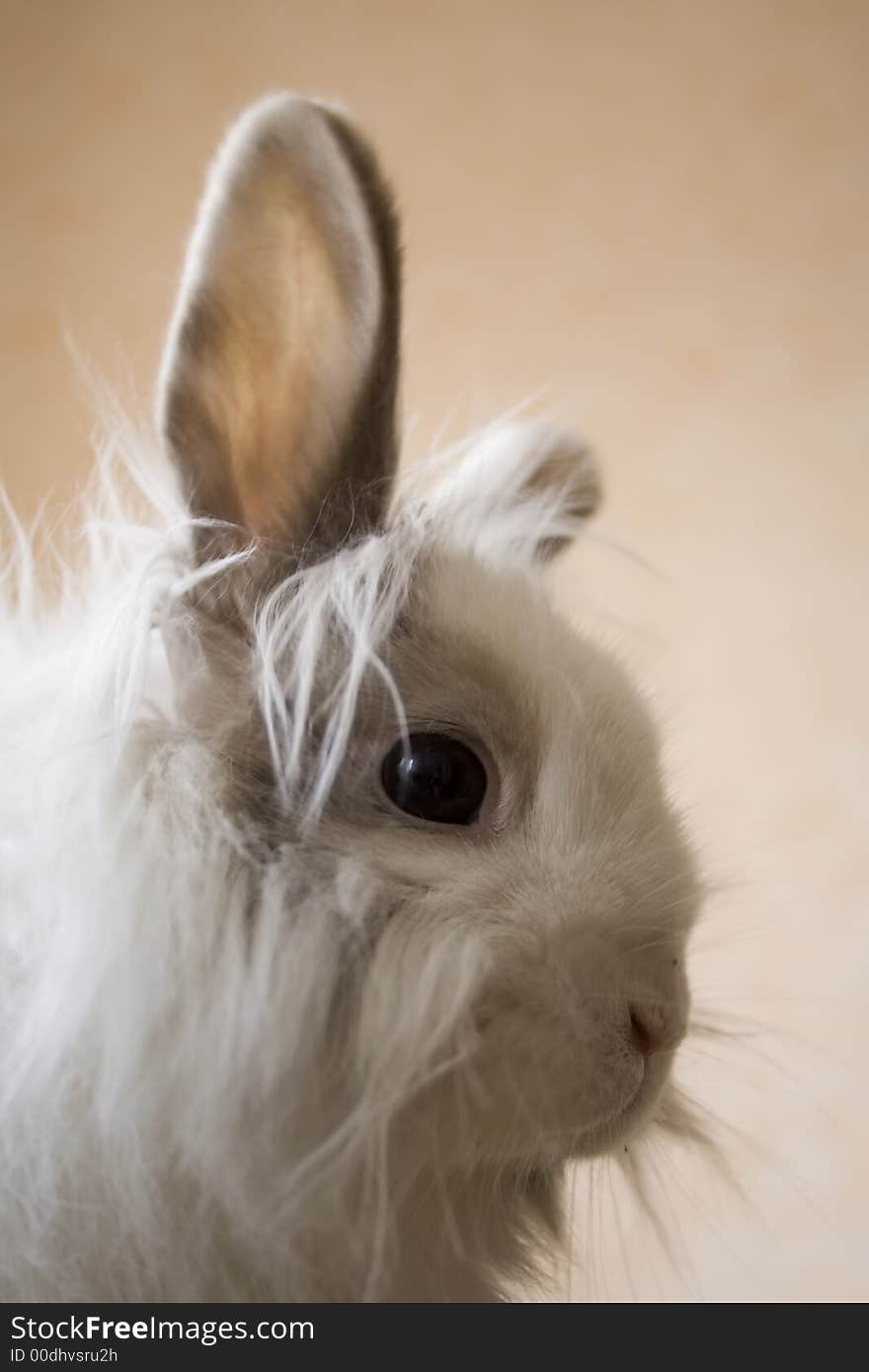 The white royal lionhead's rabbit. The white royal lionhead's rabbit