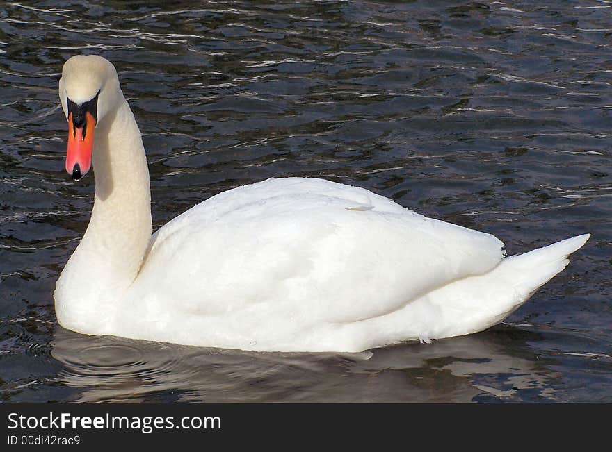 White swan 2