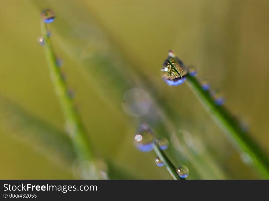 Grass In Wind