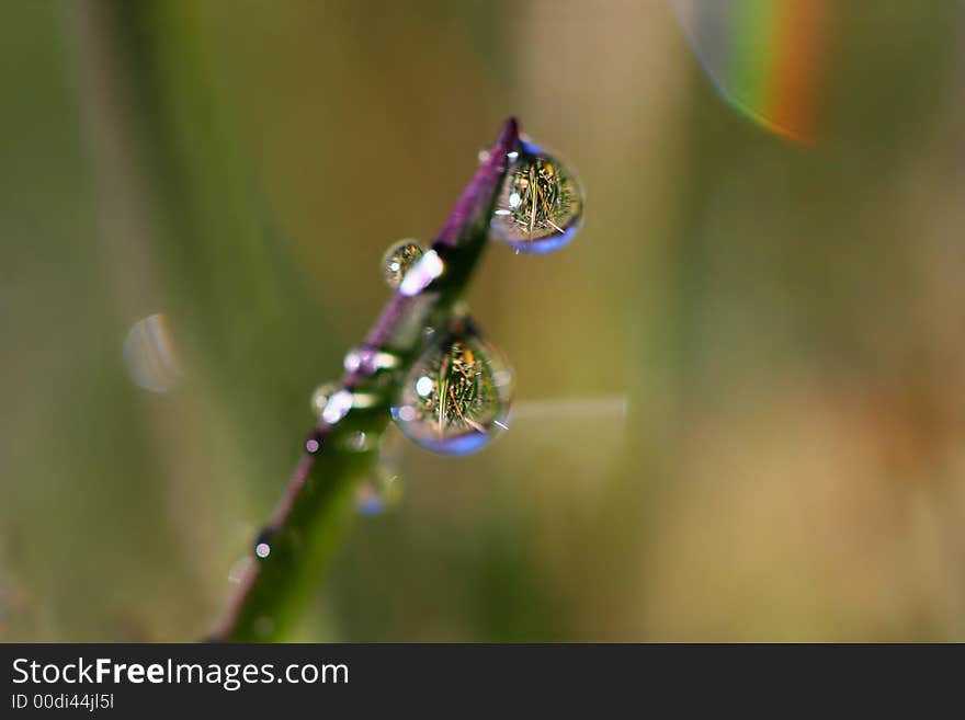 Weighty stalk of grass with many water pearls