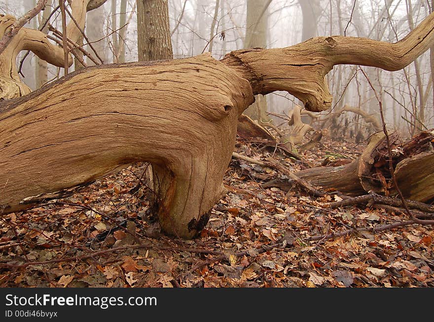 Dead tree looking like dead deer