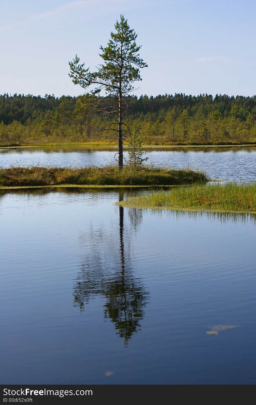 Small island with a pine in the middle of a bog. Small island with a pine in the middle of a bog