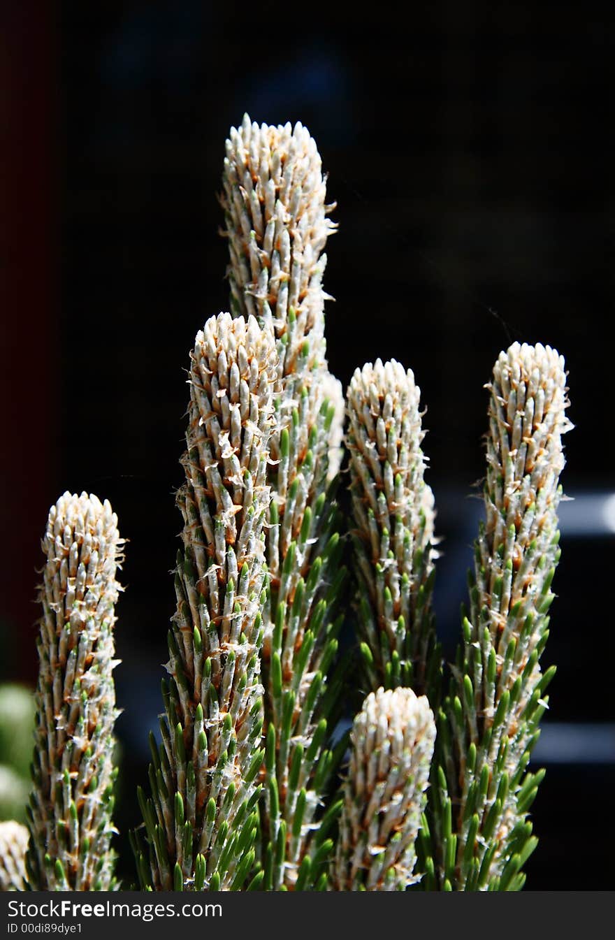 New growth on a Japanese Black Pine – close up