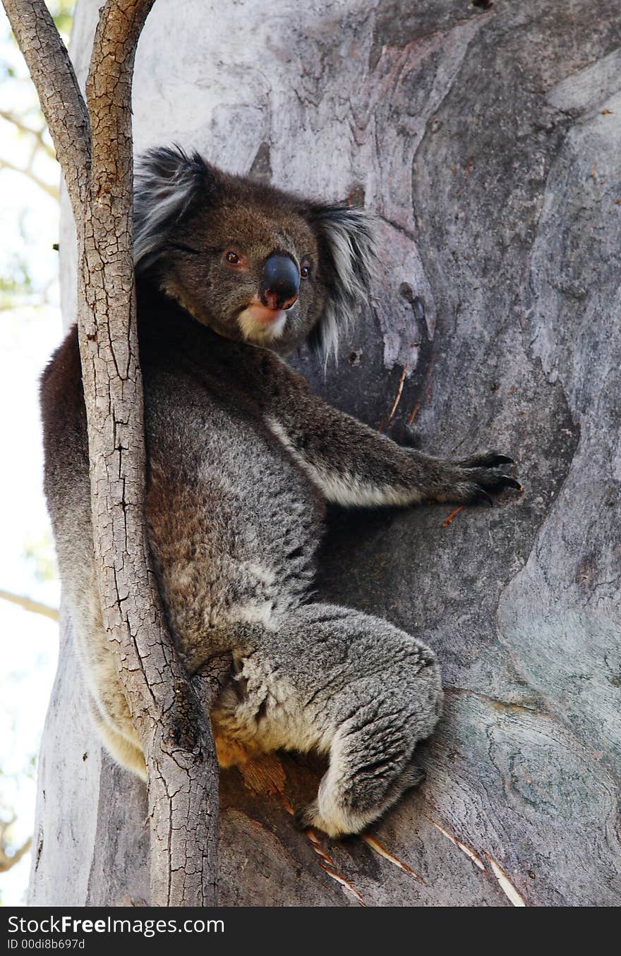 Koala climbing a gum tree. Koala climbing a gum tree