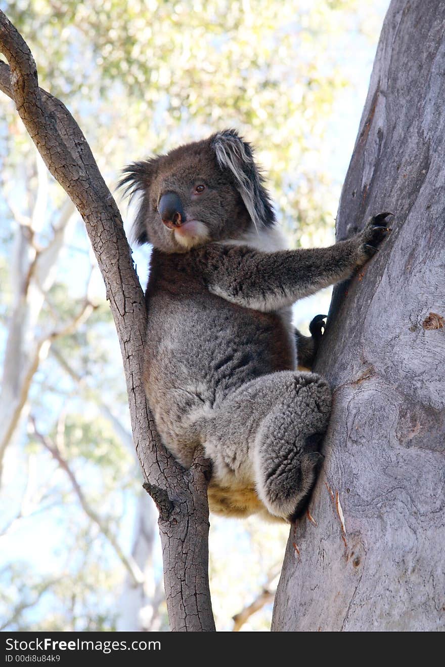 Koala climbing a gum tree. Koala climbing a gum tree