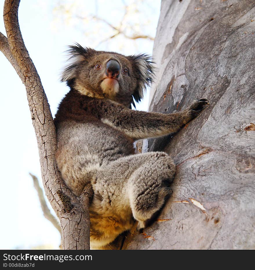 Koala climbing a gum tree. Koala climbing a gum tree