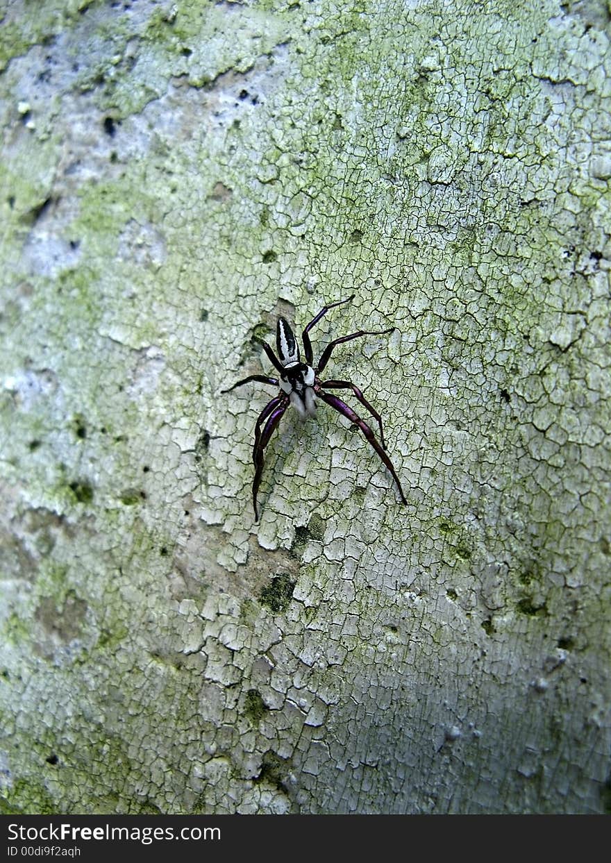 Purple Legged Spider